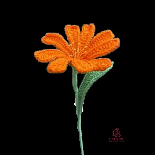Orange Daisy