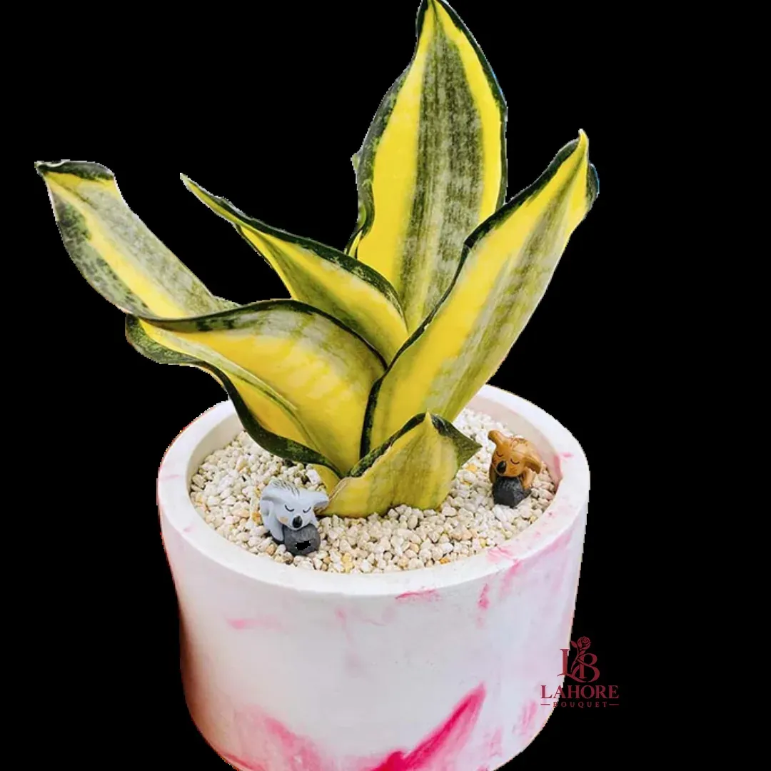 Sansveria Golden Hahnii (Snake Plant)