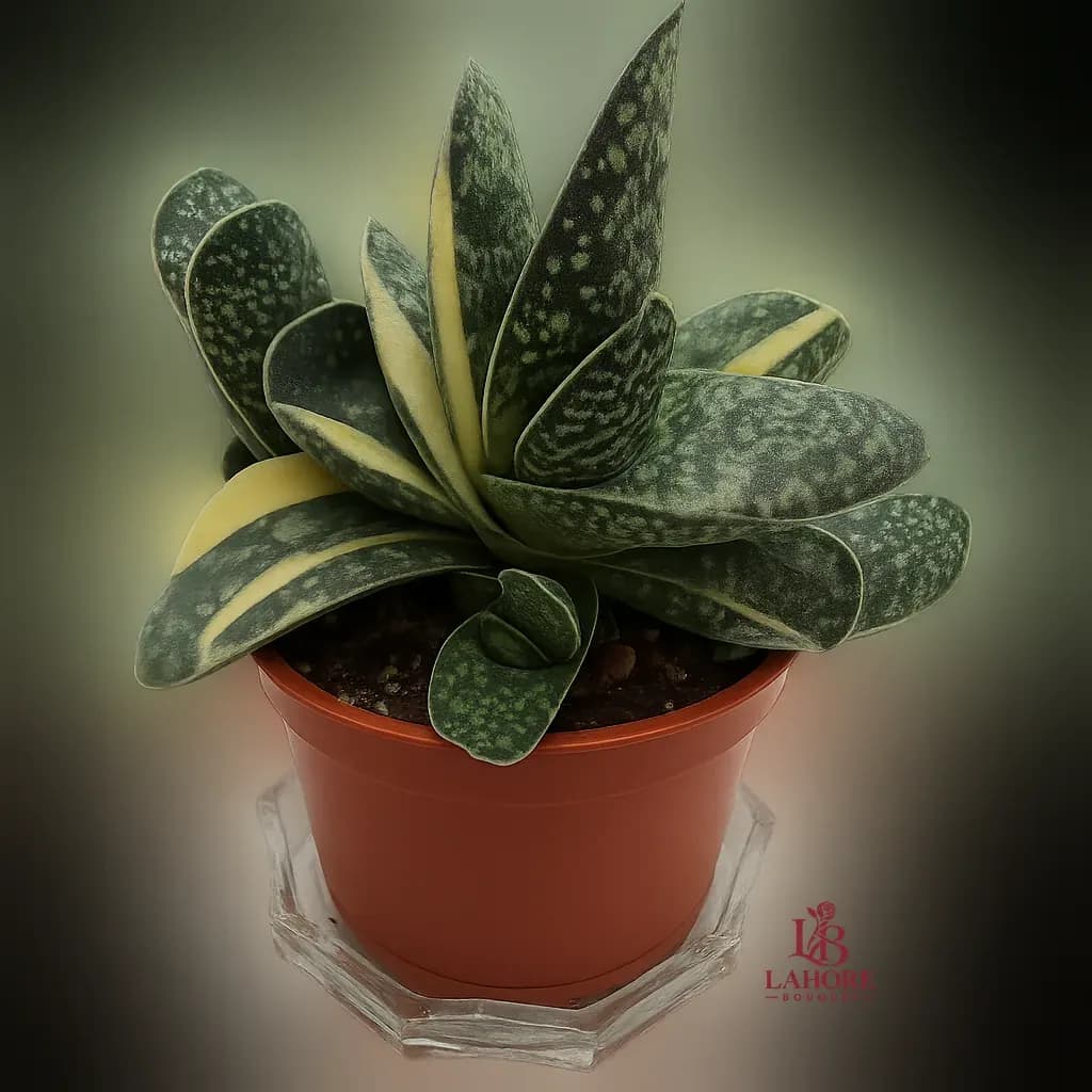 Gasteria Batesiana – Marble Flame